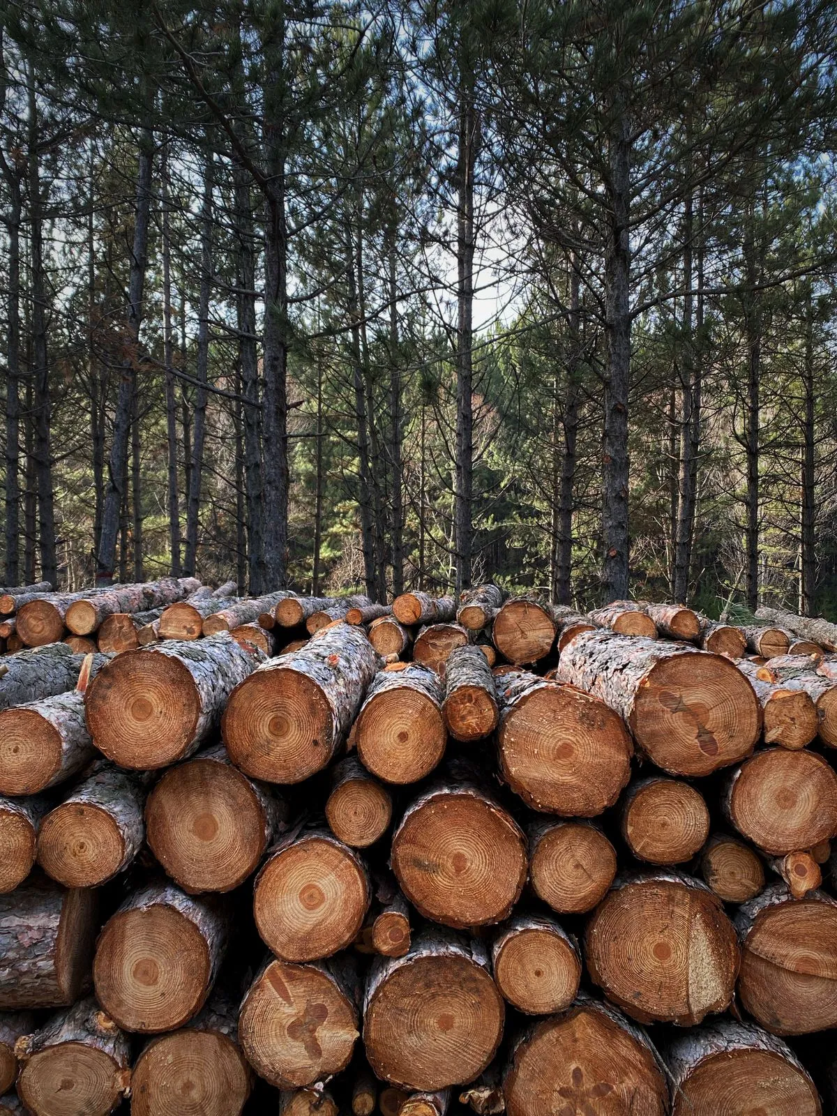 Stacked cut logs at a lumber yard